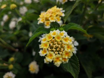 Close-up of yellow flowering plant