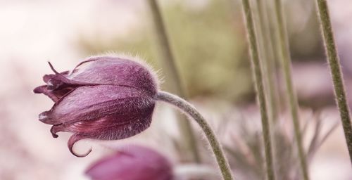 Close-up of wilted flower