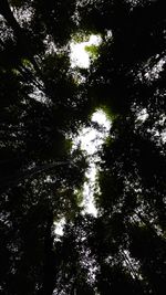 Low angle view of trees in forest