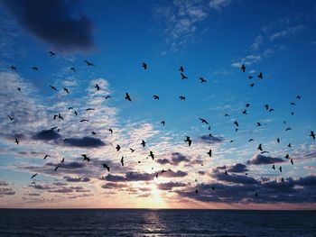 Bird flying over sea