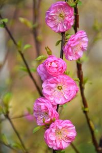 Close-up of pink flowering plant