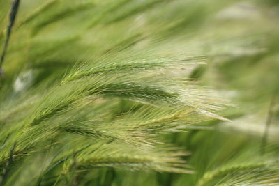 Close-up of wheat growing on field