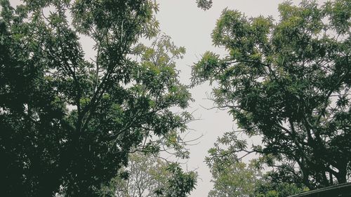 Low angle view of trees against sky