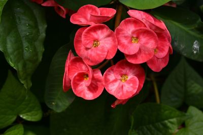 Close-up of pink flowering plant