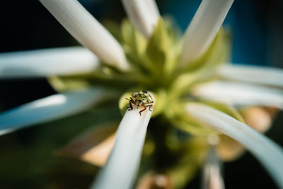 Close-up of insect on white flower