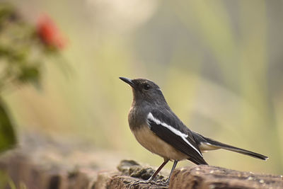 Close-up of bird perching on plant