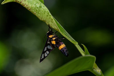 Close-up of butterfly on leaf