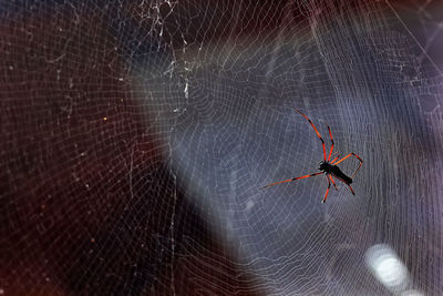 Close-up of spider on web