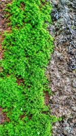 High angle view of moss growing on field