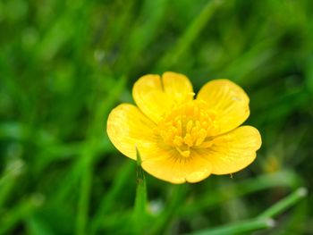 Close-up of yellow flowering plant