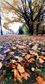 Autumn leaves on fallen tree