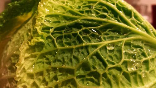 Close up of fresh green leaf