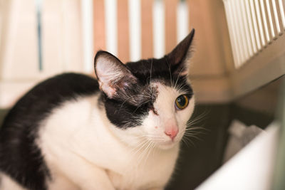 Close-up of cat looking at home