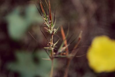 Close-up of caterpillar on plant