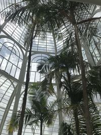 Low angle view of palm trees against sky