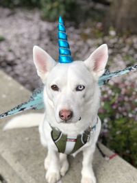 Portrait of dog standing outdoors