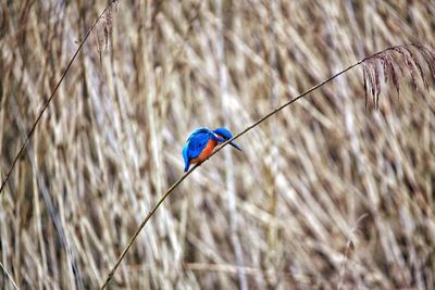 A kingfisher on a perch