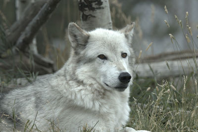 Close-up of dog on field during winter