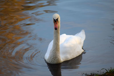 Swan swimming in lake