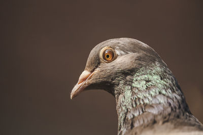 Close-up of a bird looking away