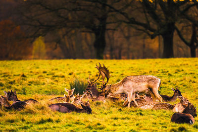 Deer on field