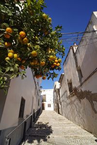 Streetphoto with orange tree