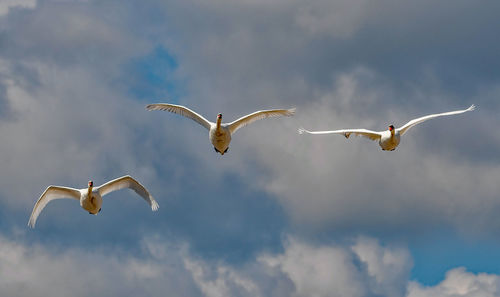 Low angle view of seagulls flying against sky