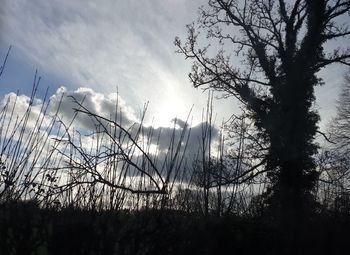 Silhouette bare trees against sky