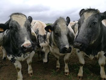 Portrait of cows on field against sky