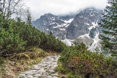 Footpath amidst plants and mountains against sky