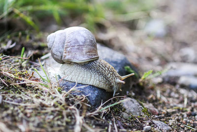 Close-up of snail on land