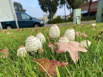 Close-up of mushrooms growing on field