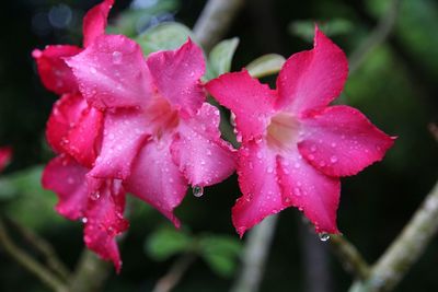 Close-up of water drops on pink flower