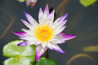 Close-up of purple water lily