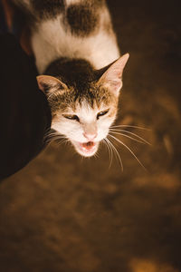 Close-up of cat against blurred background