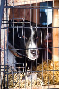 Alaskan husky sled dogs waiting for a sled pulling. dog sport in winter. 