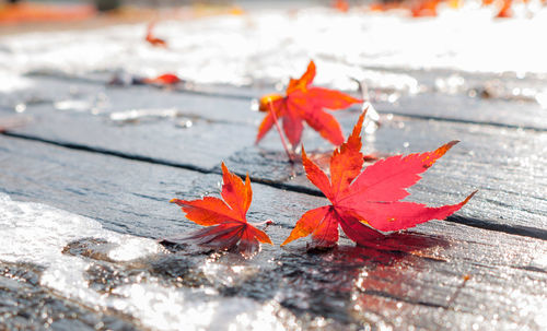 Close-up of maple leaf during autumn