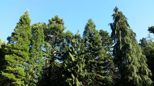 Low angle view of trees against blue sky