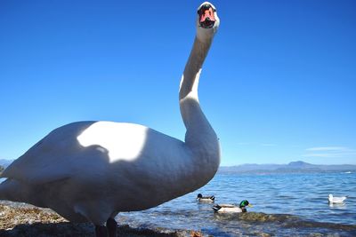 Low angle view of bird by sea against clear blue sky