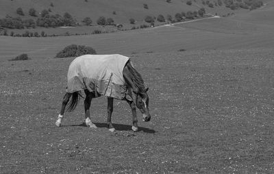 Side view of a horse on field