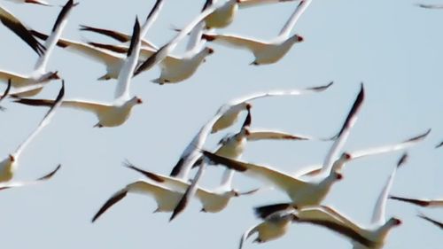 Close-up of crab against sky