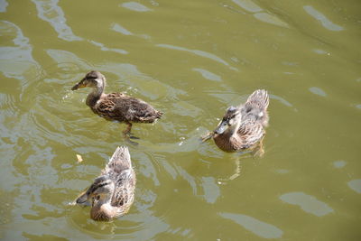 High angle view of duck swimming in lake