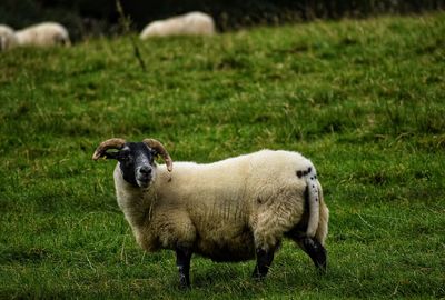 Portrait of a sheep on field