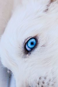 Close-up dog eye