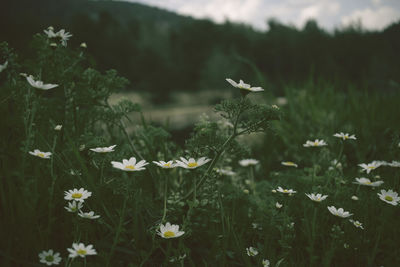 Close-up of white flowers growing on field