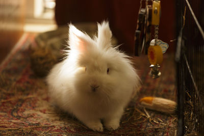 Portrait of rabbit on rug in room