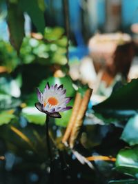 Close-up of purple lotus water lily