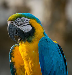 Close-up of a parrot