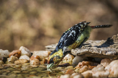 Close-up of bird eating food