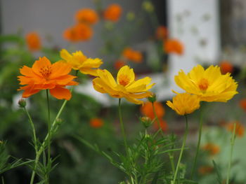 Close-up of yellow flowering plants on field